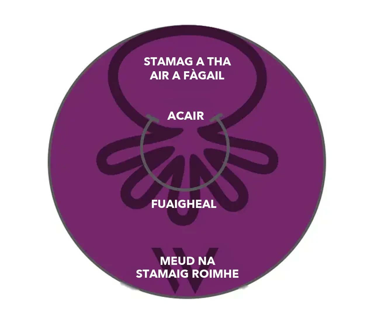 Dealbh-mhìneachaidh OverStitch NXT™: bidh acair agus grèim a’ cruinneachadh balla na stamaig, tha an stamag a tha air a fàgail mòran nas lugha na meud na stamaig a bh’ ann roimhe