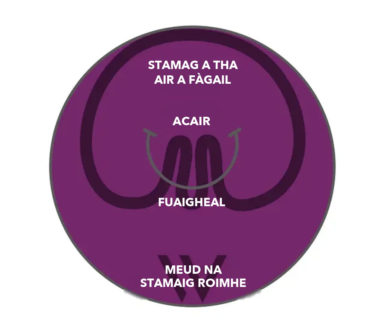 Dealbh-mhìneachaidh pose® 3.0 Double Helix: bidh acair agus grèim a’ pasgadh balla na stamaig, tha an stamag a tha air a fàgail mòran nas lugha na meud na stamaig a bh’ ann roimhe
