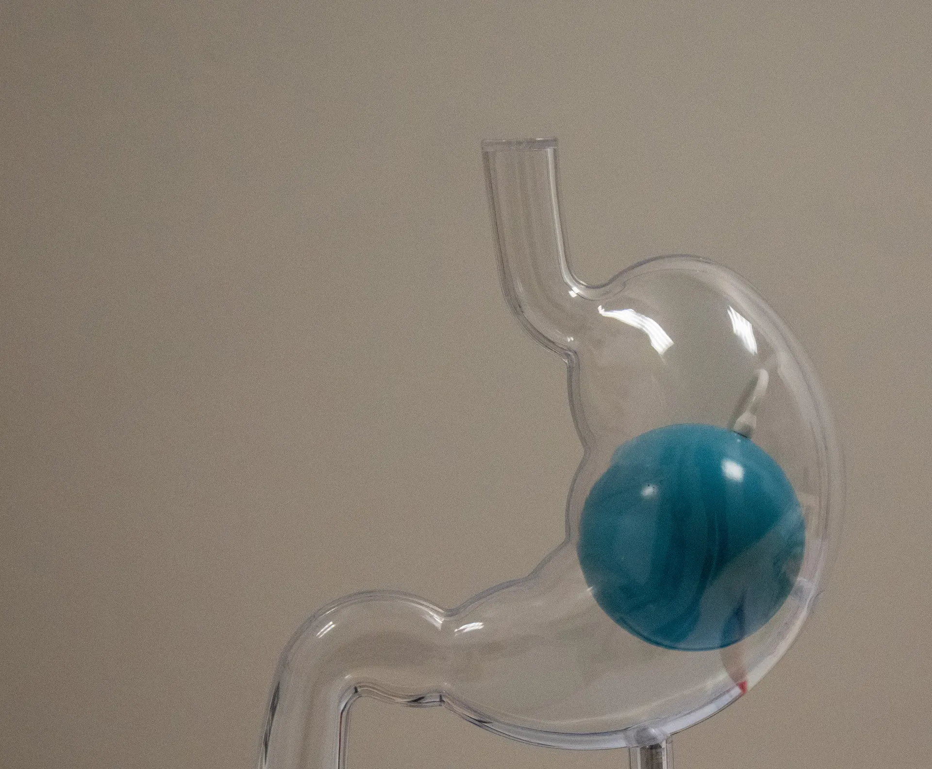 Transparent stomach model with a gastric balloon